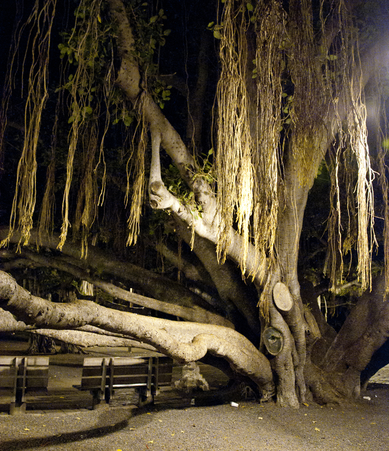 banyan tree b